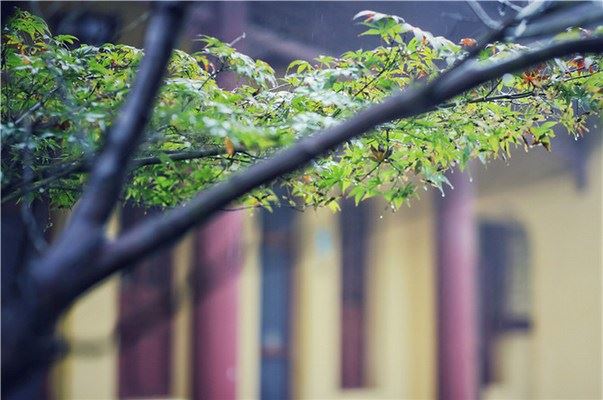 大师告诉你皈依后应持有的规范