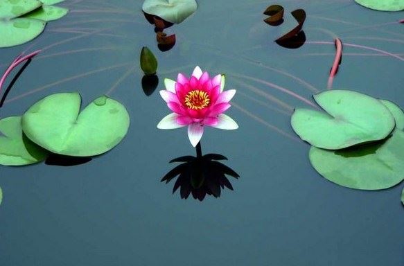 藏传佛教入门应该知道的必读经书和事宜