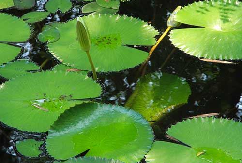 念佛写咒回向化解堕胎婴灵折磨