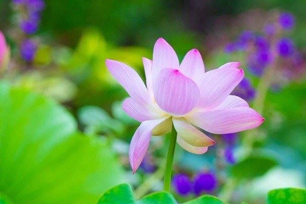 一切众生都曾做过自己的母亲，这是习气所致