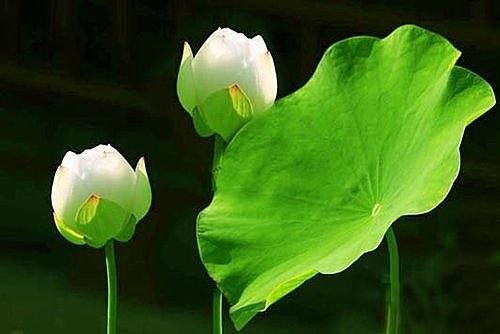 佛教最基本礼仪