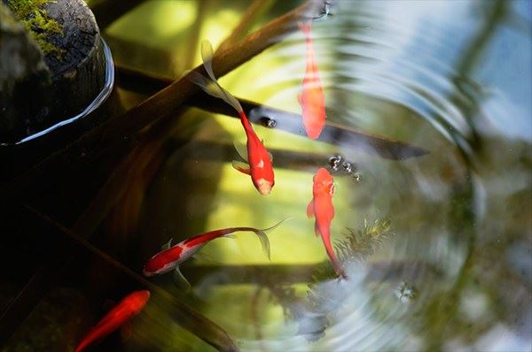 内心和平安详才懂得宽容看待一切