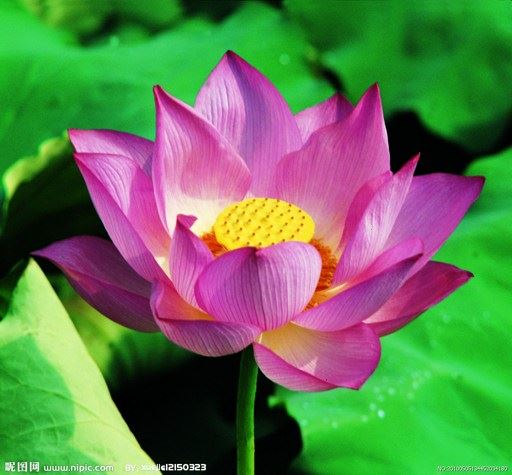 关于观世音菩萨身世界的由来