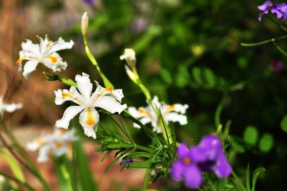 佛教中的“不二”是什么意思？是不犯二吗？