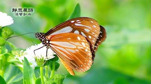 释迦牟尼佛:相者的预言