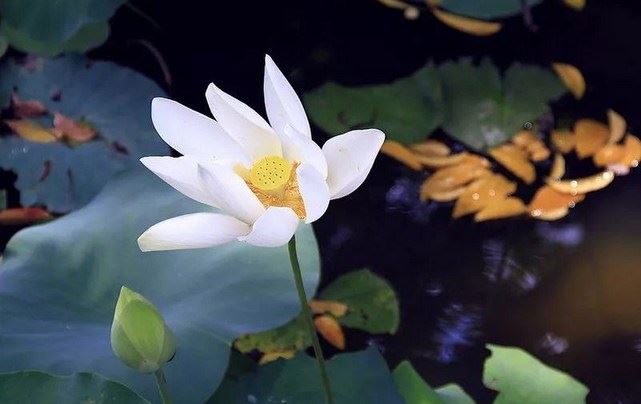 在家居士，修净土宗早晚课的内容