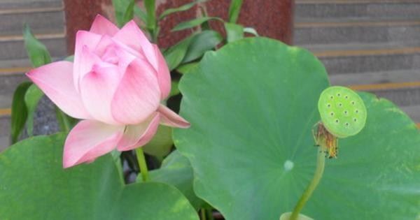 金钱买不到的三袋米，看的我哭了，很感人！