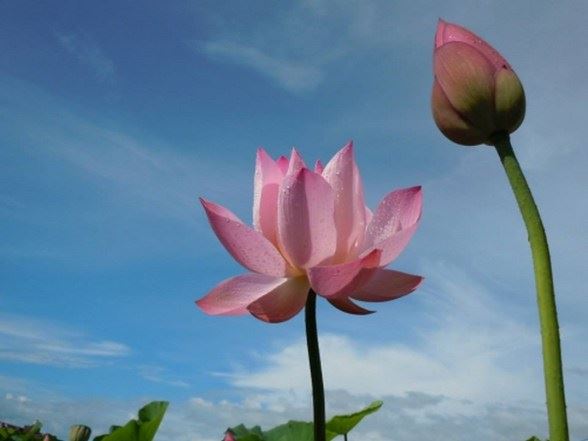 学佛需要具备的6个条件都有哪些？