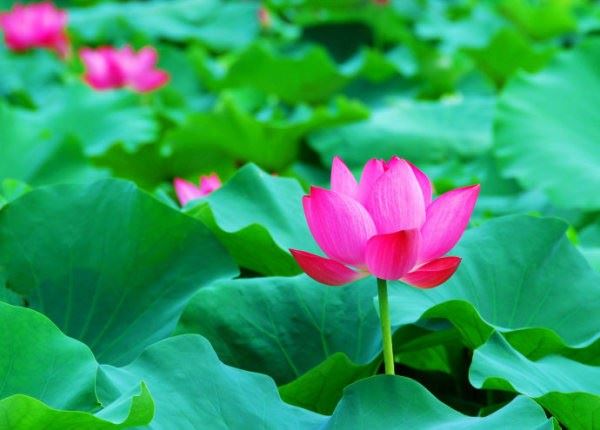 念佛的时候还想别的东西，这把你念佛功夫统统破坏掉了