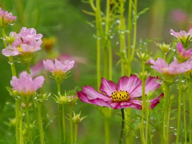 常敏法师答：慈母我们看得见摸得着，阿弥陀佛我们----