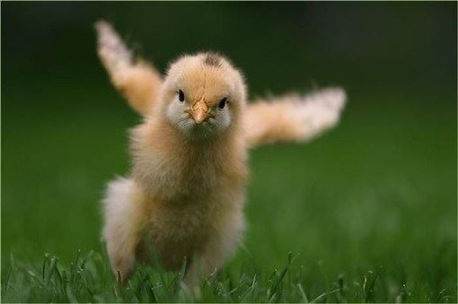 刚刚学佛，有没有什么入门诀窍？