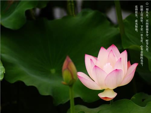 【禅语】请把今生当做轮回最后的一世