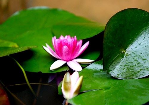 福建佛教发展简史