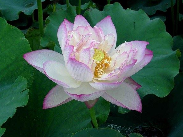 吃亏是福，吃亏可以消业障，积福报