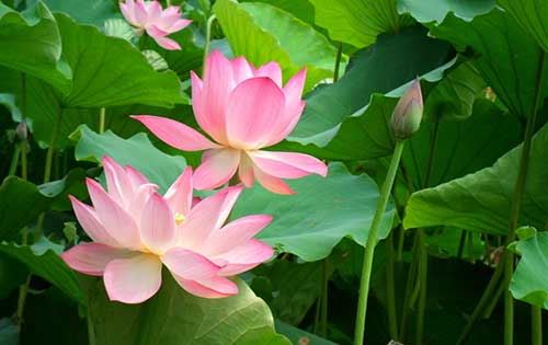 似曾相识现象，难道是前世今生轮回留下的记忆痕迹？