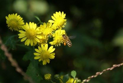 印送经书、善书，法布施和财布施都有