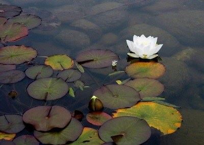 世间最大的苦是自己想不开