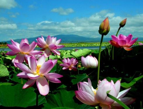 为什么每一尊佛都叫“如来”？