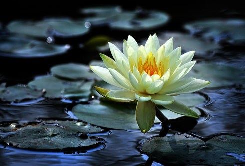 放生改变运气的真正原理