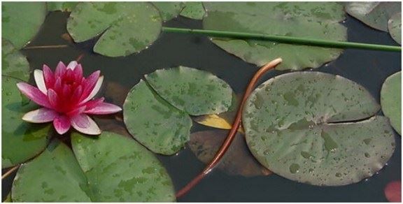 为什么要在生活中修习慈善，修习了解？