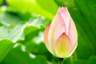 没有得失心，随缘不攀缘