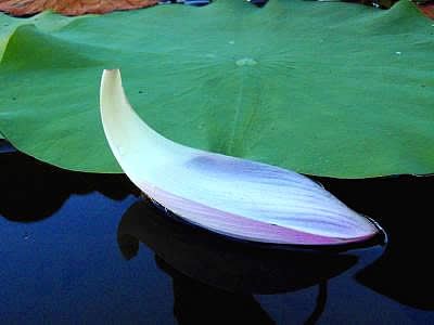 禅悟最高境界，此时无声胜有声