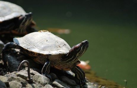 持白度母心咒真的可以让人往生净土摆脱轮回之苦吗？