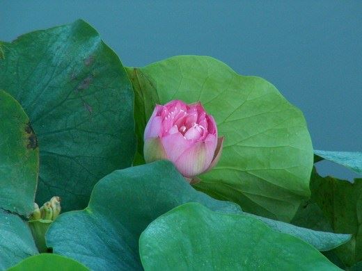 佛说：众生皆苦，唯有自渡