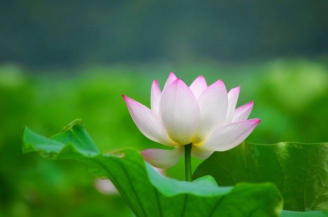 常敏法师答：我的同事念佛了，但他不愿意皈依三宝，阿弥陀佛也会救度他的吧？