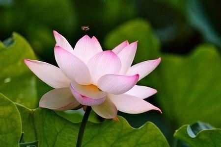 佛菩萨及护法神护佑念佛人真实不虚