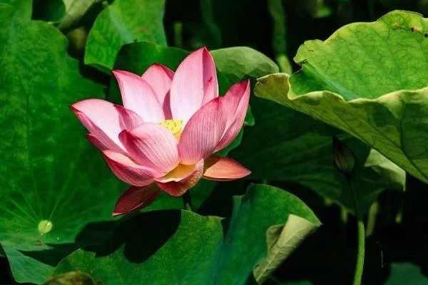 太后为啥称“老佛爷”跟佛教有关吗？