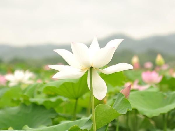 净土法门：邪淫的罪过很重，不邪淫的人有福报