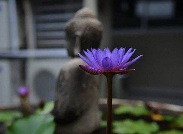 放过自己也是一种放生