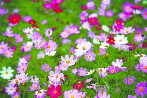 他智商200，36岁就成为世界级大师，为何偏偏为佛法所折服？