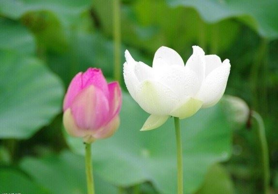 佛陀为弟子穿针后说了这样一番让人震撼的话