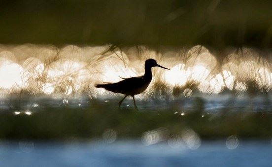 如何修药师法门？