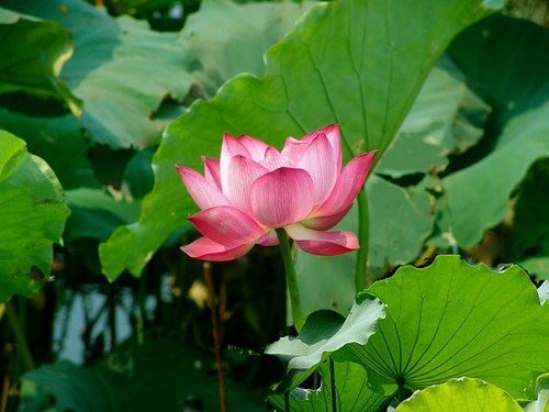 去寺庙烧香谨记这些“规矩”千万注意