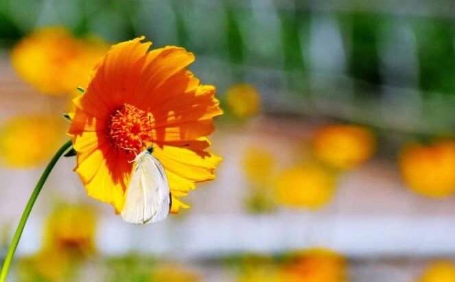 圣严法师：在家信佛，不要轻信所谓的佛门“礼仪”或“禁忌”！