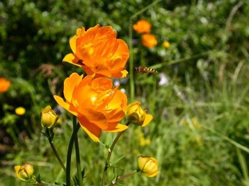 “捕蛇人”的果报