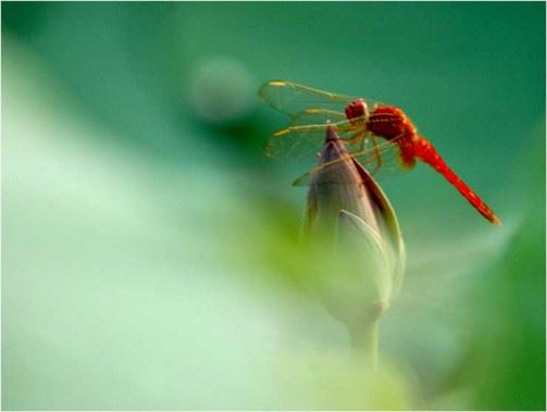 印光大师：赞叹《心经》