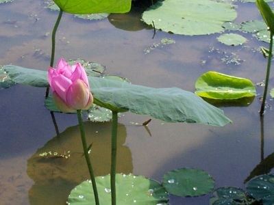 “念佛一声罪灭河沙”威力真的这么大？