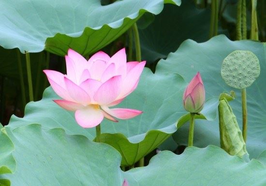 桑吉平措的人生百味故事