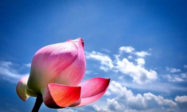 学佛究竟是怎样的一个过程