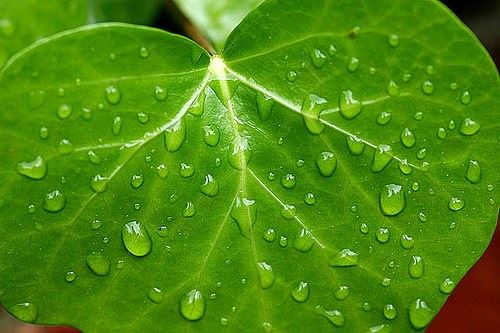 倓虚大师开示：佛学与学佛究竟有何不同？