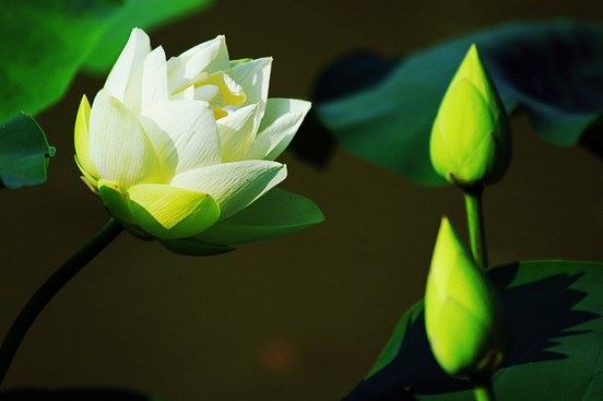 只要觉知地呼吸，微笑就会回来