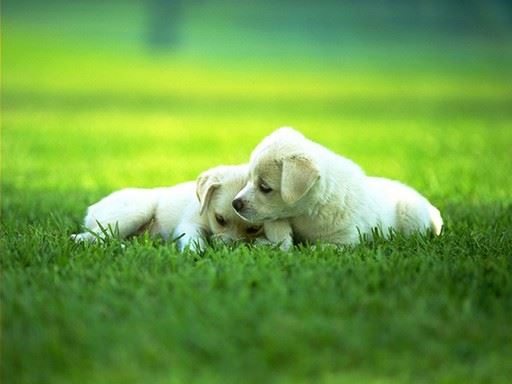 鬼道众生“旷野手”的故事