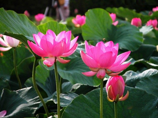 佛祖说，我只让这四种女人幸福圆满