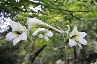 佛教四大皆空指哪“四大”？