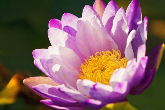 信佛学佛就一定要皈依吗?