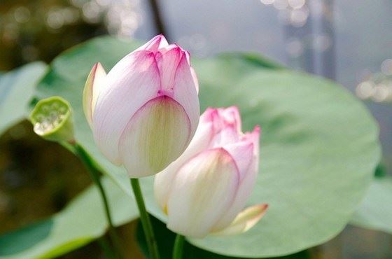 我所知道的宣化上人是这样的，你呢